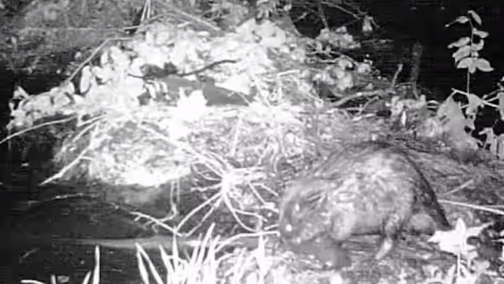 Фотоловушки парка «Марий Чодра» поглядели за стройкой бобровой хатки