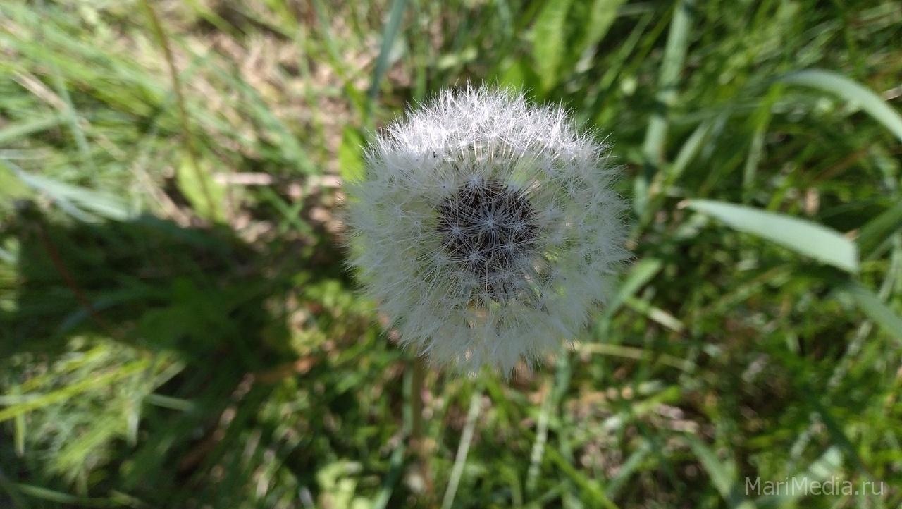 Жителей Марий Эл в июне ждут температурные качели