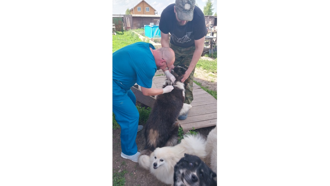В Шоя-Кузнецово привиты против бешенства 40 собак и две кошки