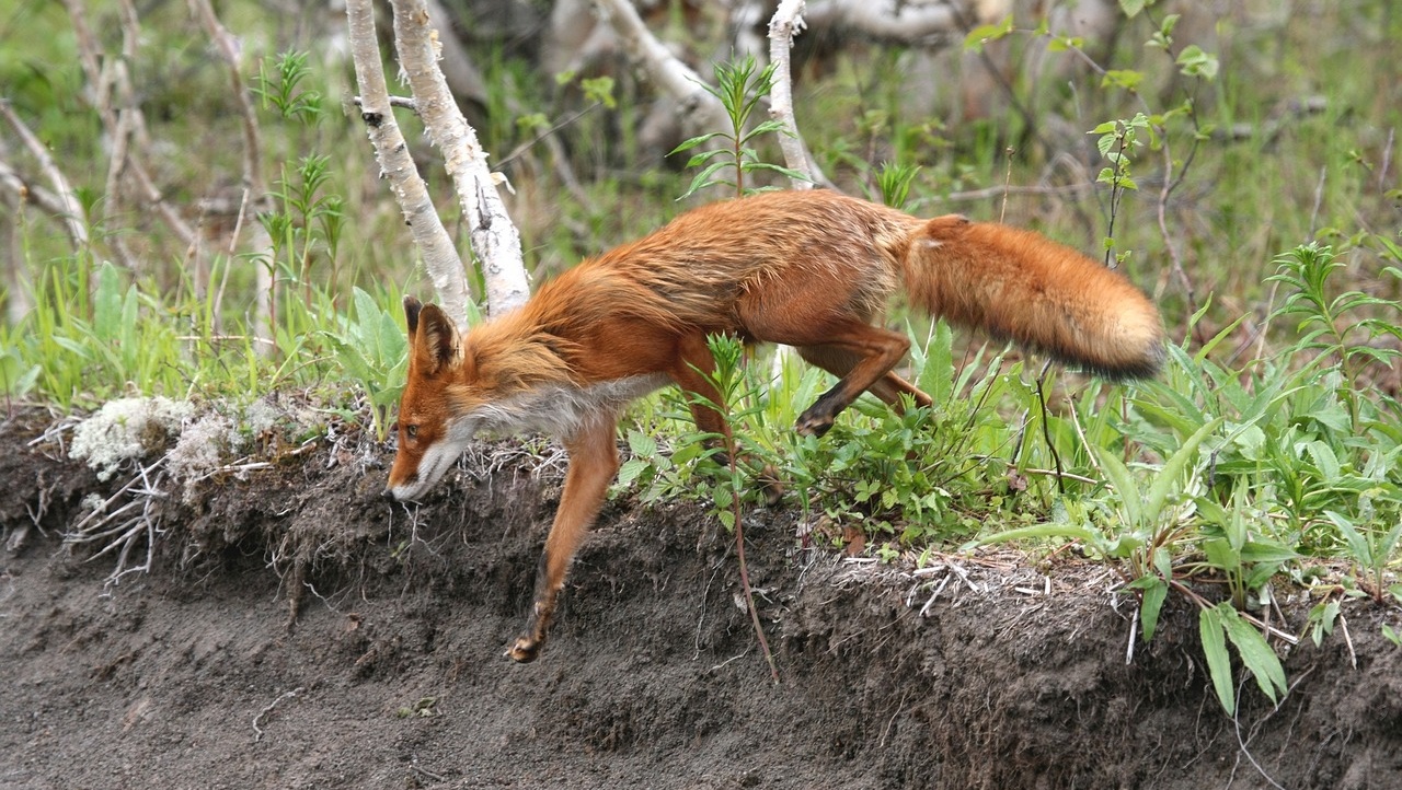 В Марий Эл поступила вакцина-приманка «Рабистав» от бешенства