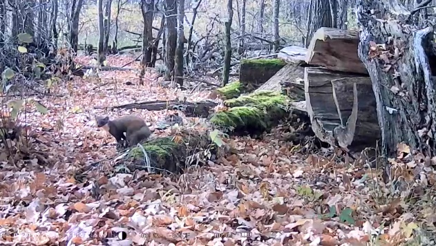 В заповеднике «Большая Кокшага» в фотоловушку попала куница