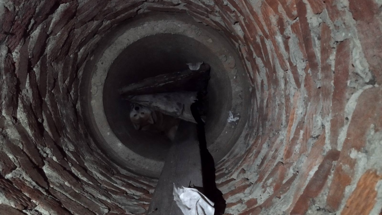 В Йошкар-Оле акита-ину провалился в заброшенный колодец