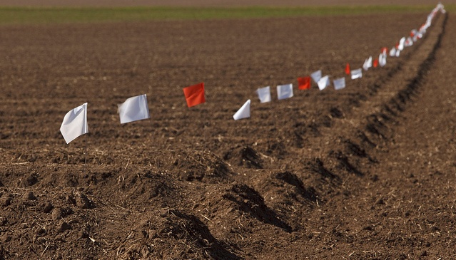 Соотечественники смогут получить в России земли по программе «Дальневосточный гектар»