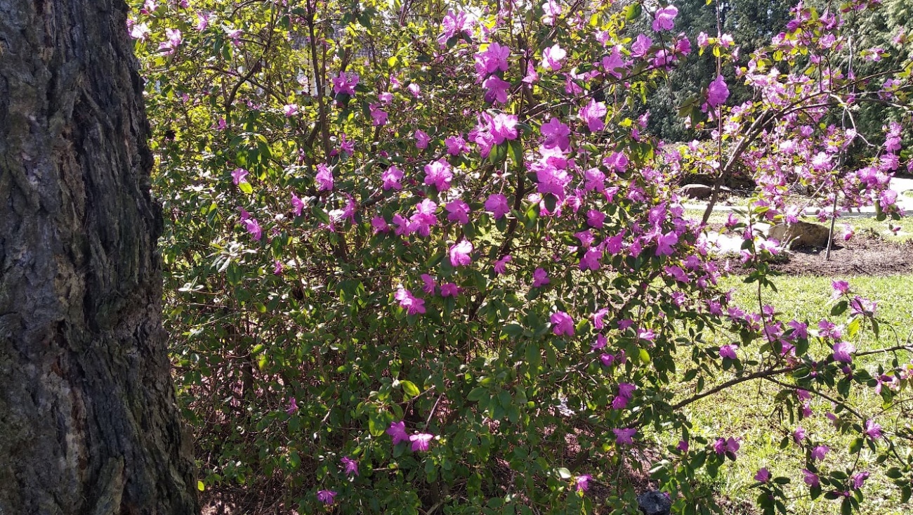 В Ботаническом саду Йошкар-Олы зацвели рододендроны