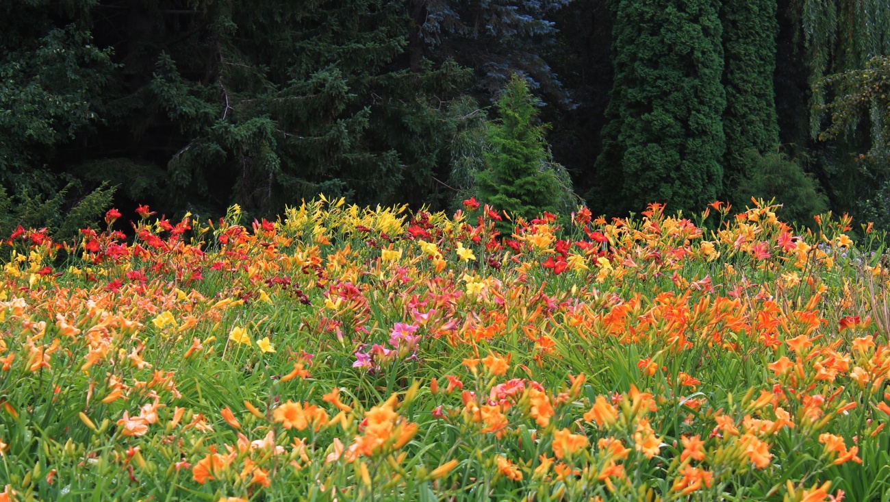 В Ботсаде рассказали, какие растения нельзя высаживать перед подъездом