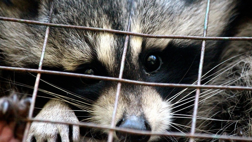 Теперь лягушки и еноты тоже могут ездить на поездах без хозяев