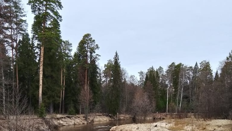 В лесах Марий Эл отмечают высокий риск возникновения пожаров