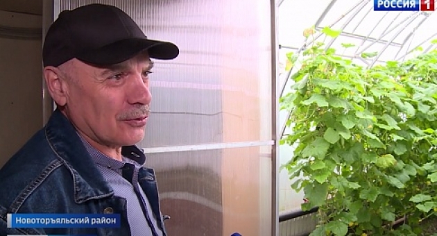 Супруги Магомедовы из Марий Эл выращивают огурцы без химикатов 