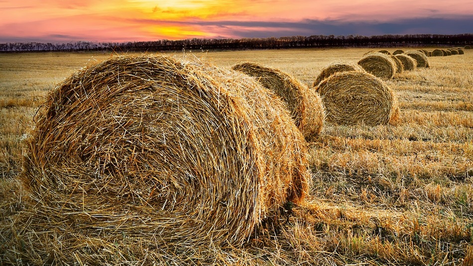 Житель Коркатово сжёг 150 тонн сена, ущерб превысил полмиллиона рублей