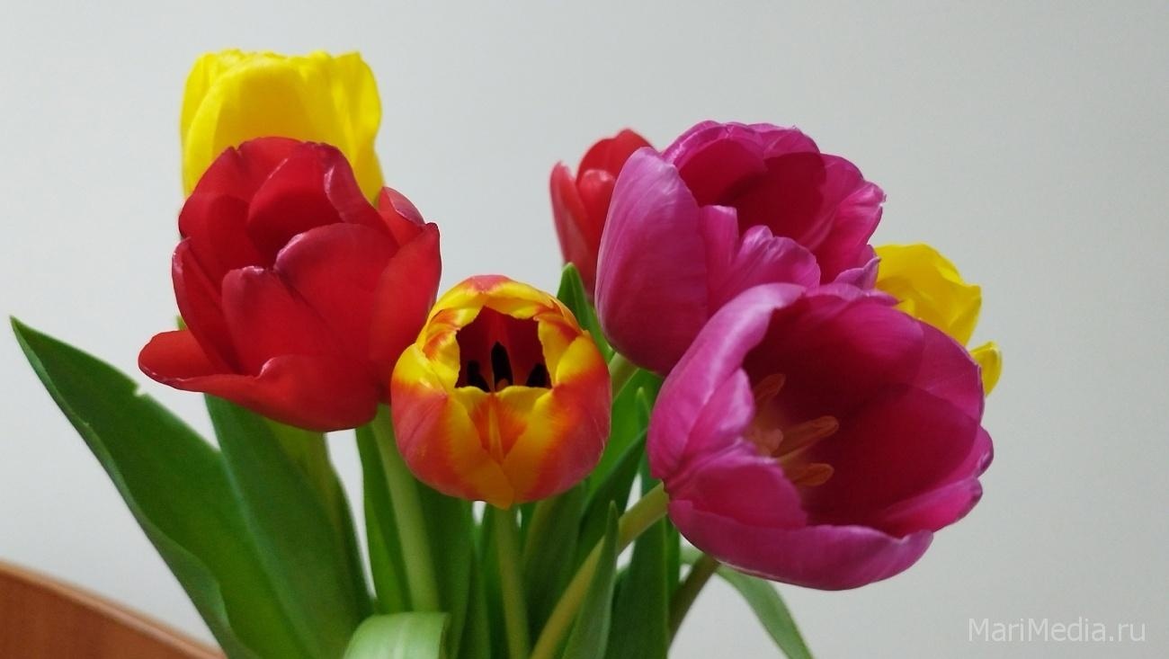 В Республике Марий Эл 8 марта ожидается переменная облачность, без осадков