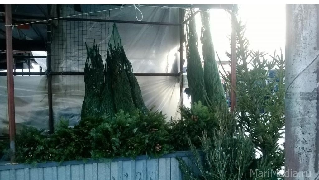 В Йошкар-Оле на следующей неделе открываются ёлочные базары