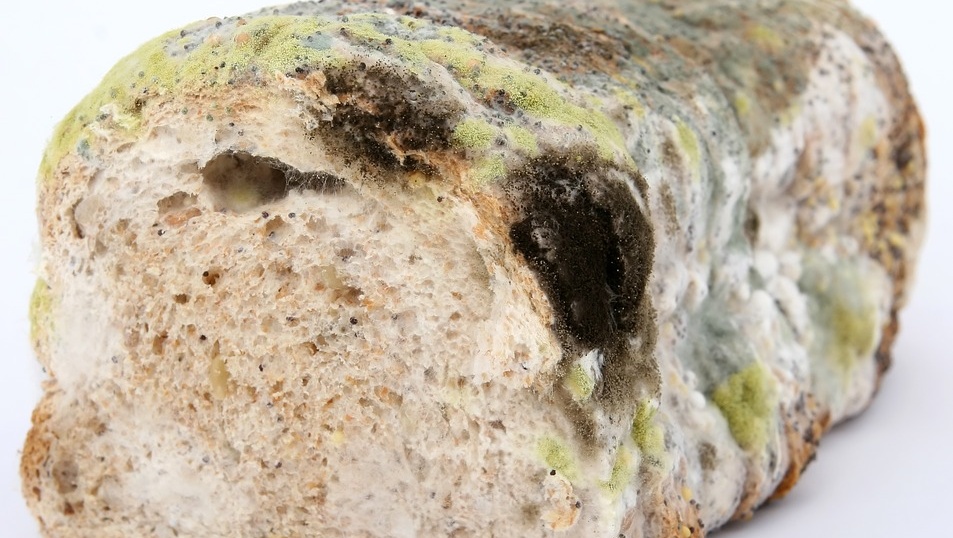 Плесень: деликатес или опасность?