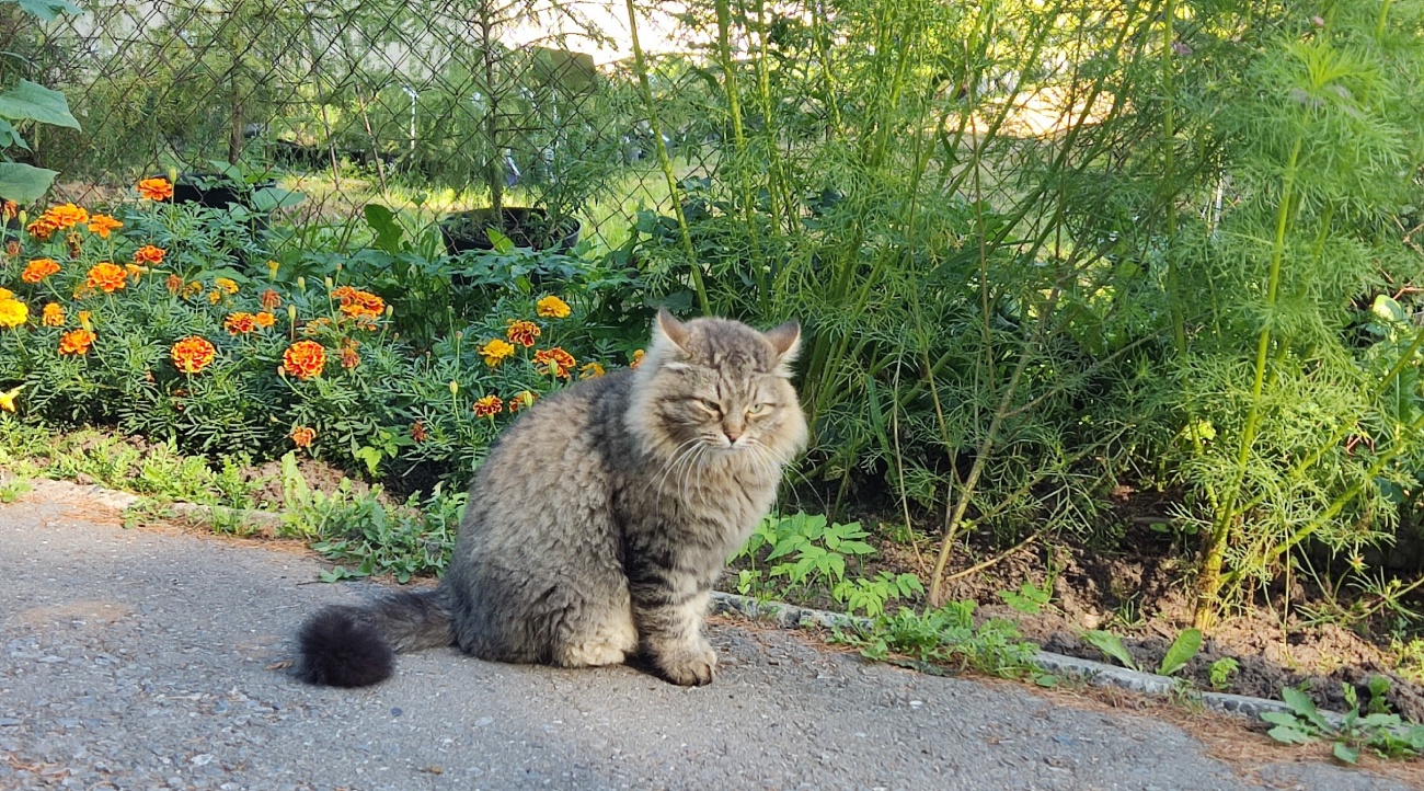 Учёный кот Симба из йошкар-олинского ботанического сада к зиме готов