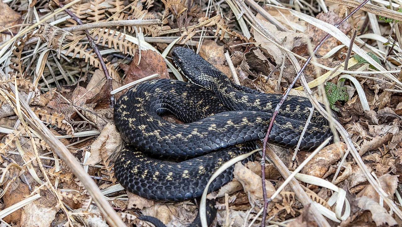 Медянки, гадюки и ужи — кишат в лесах Марий Эл