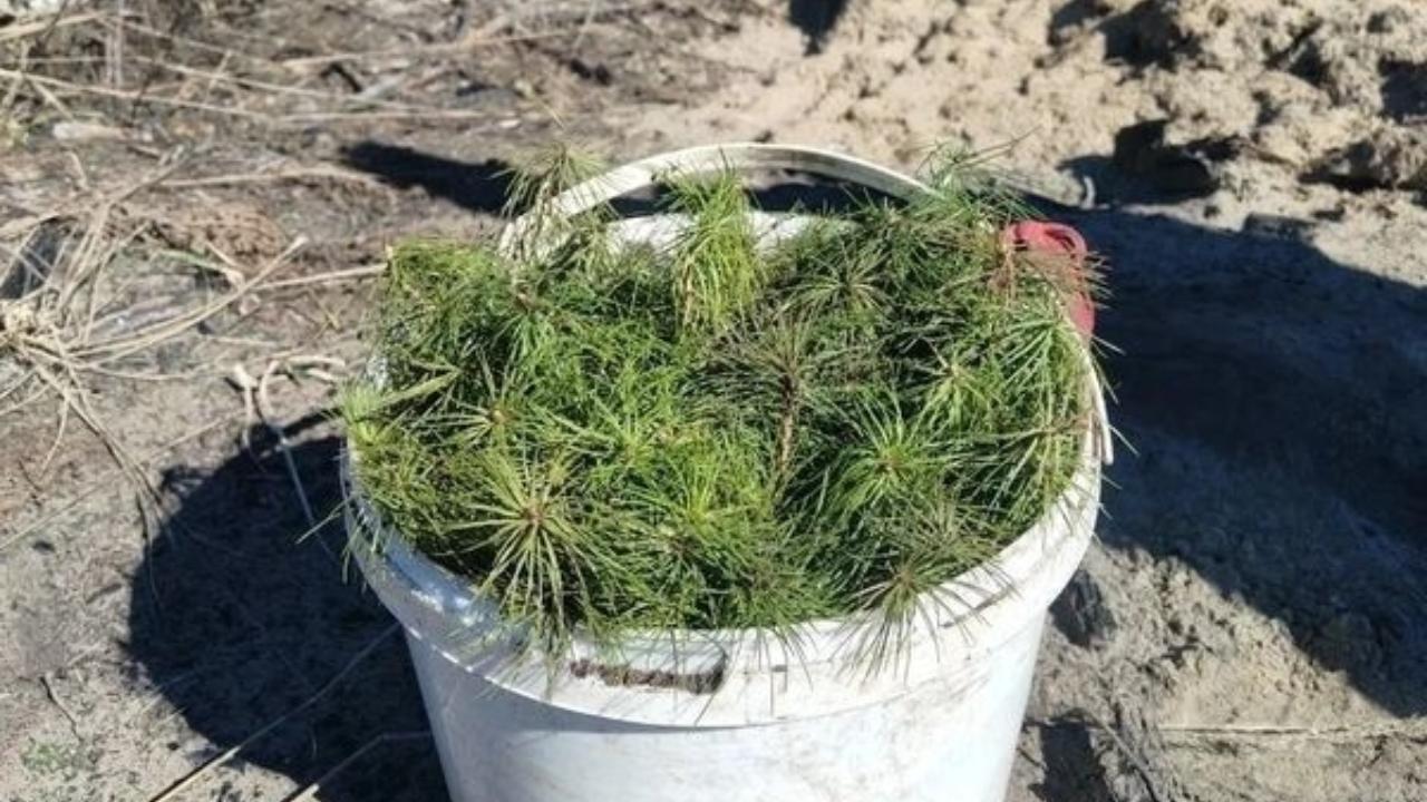 В Марий Эл открыли сезон посадки леса