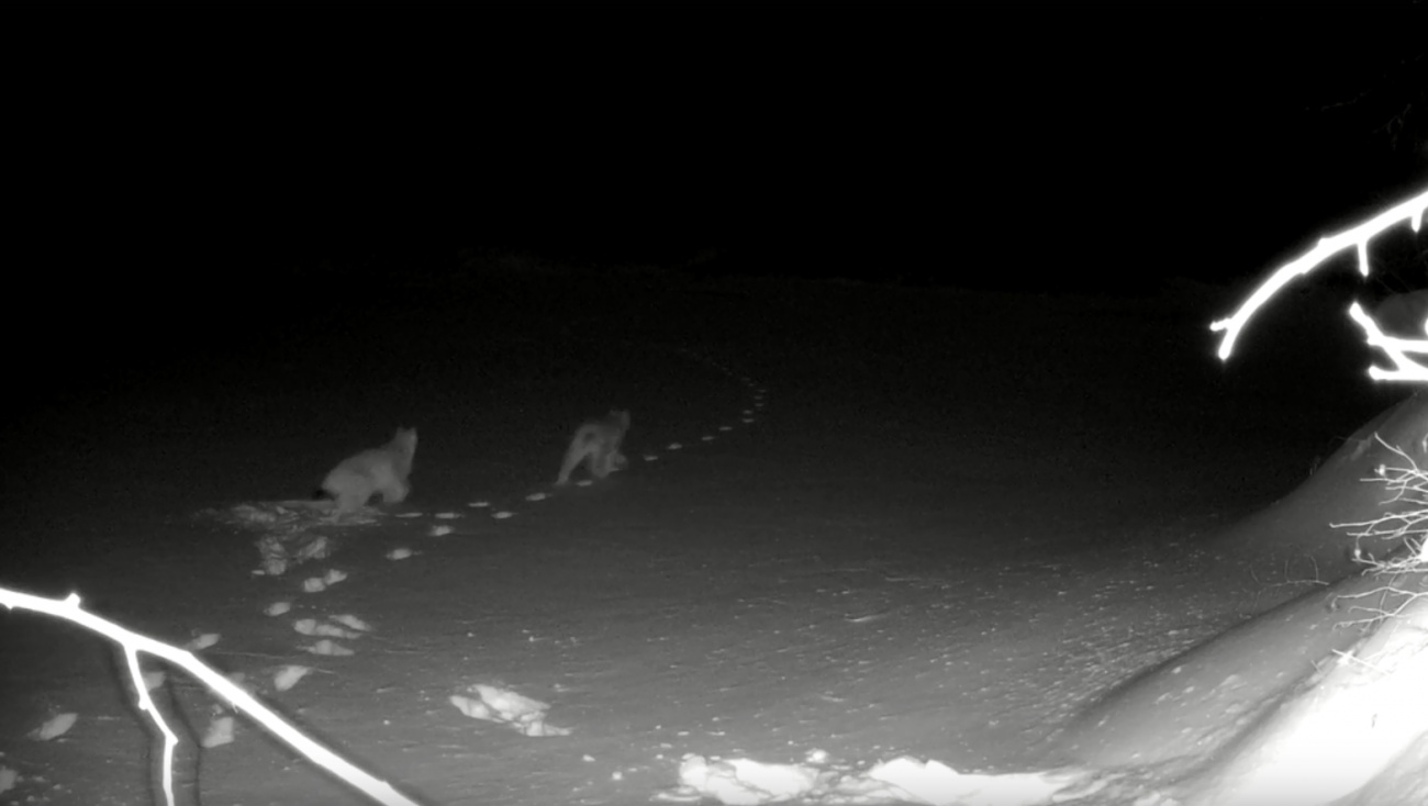 В Марий Эл сняли редкий кадр с тремя рысями