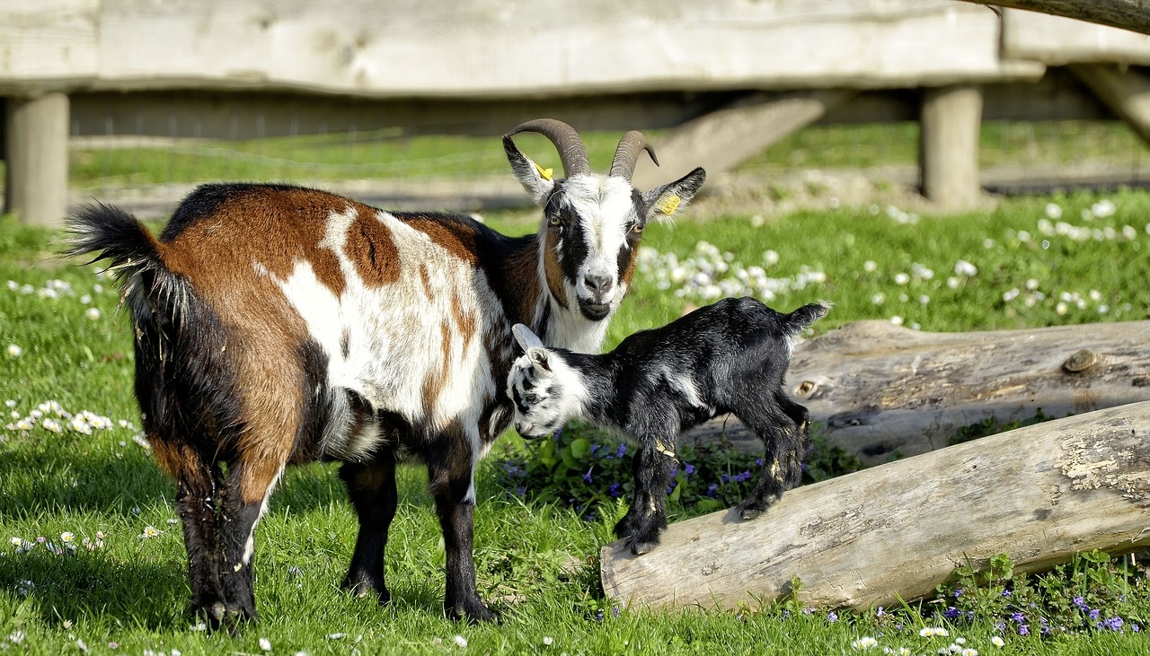 Начинающим фермерам предлагают побороться за гранты «Агростартап»