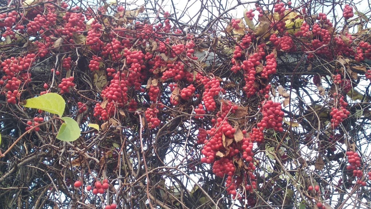 Посетители Ботсада Йошкар-Олы оборвали плоды с экзотических растений