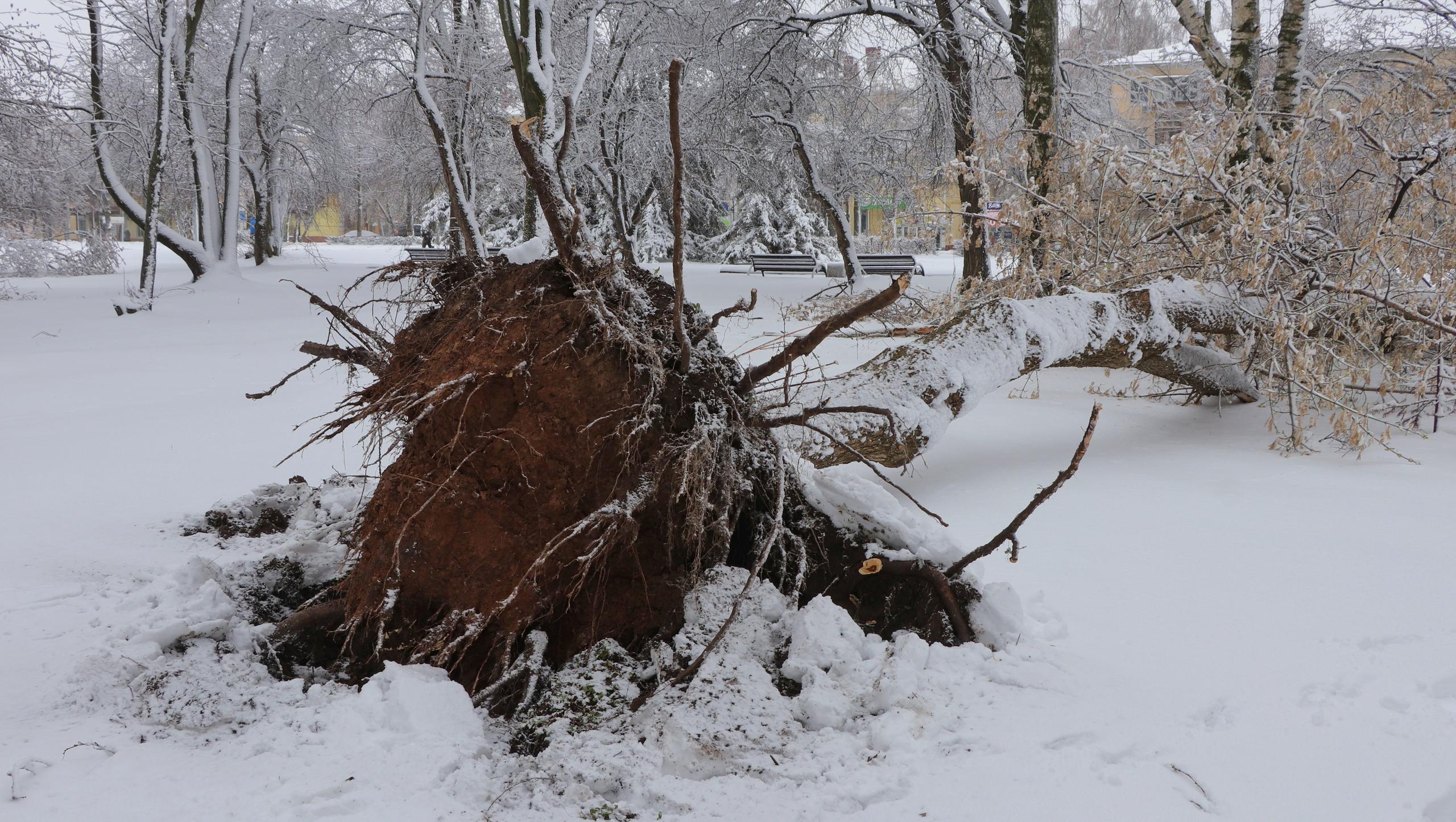 Падения деревьев фиксируют в парках и Сосновой роще в Йошкар-Оле