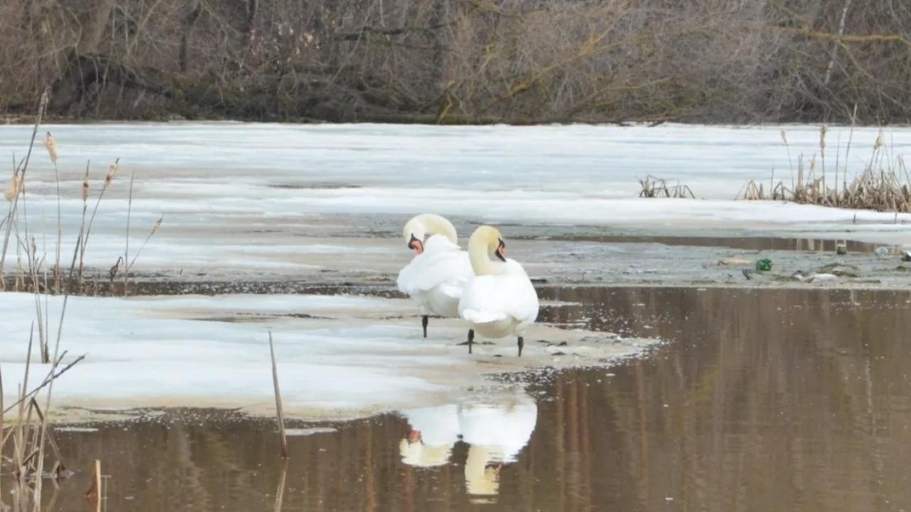 В Марий Эл возвращаются лебеди